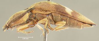 Media type: image;   Entomology 23685 Aspect: habitus lateral view